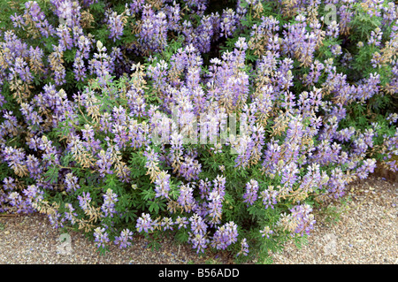 Lupin Tree Lupin `Mauve Queen` Stock Photo